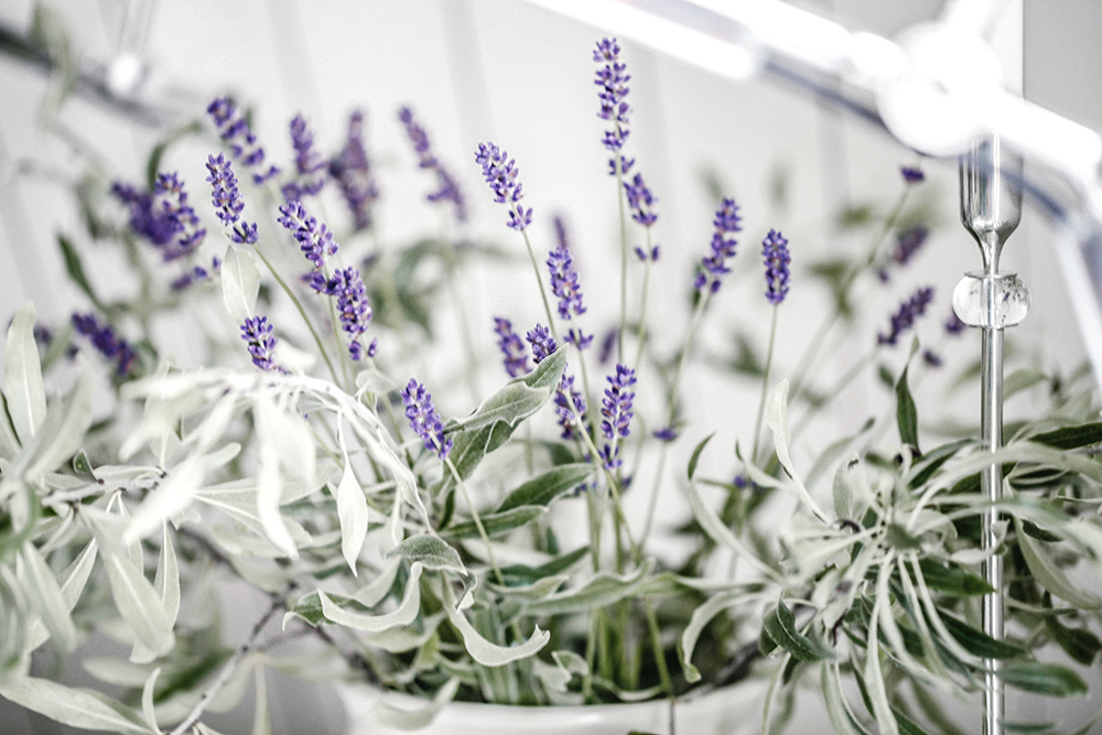 lavendel
