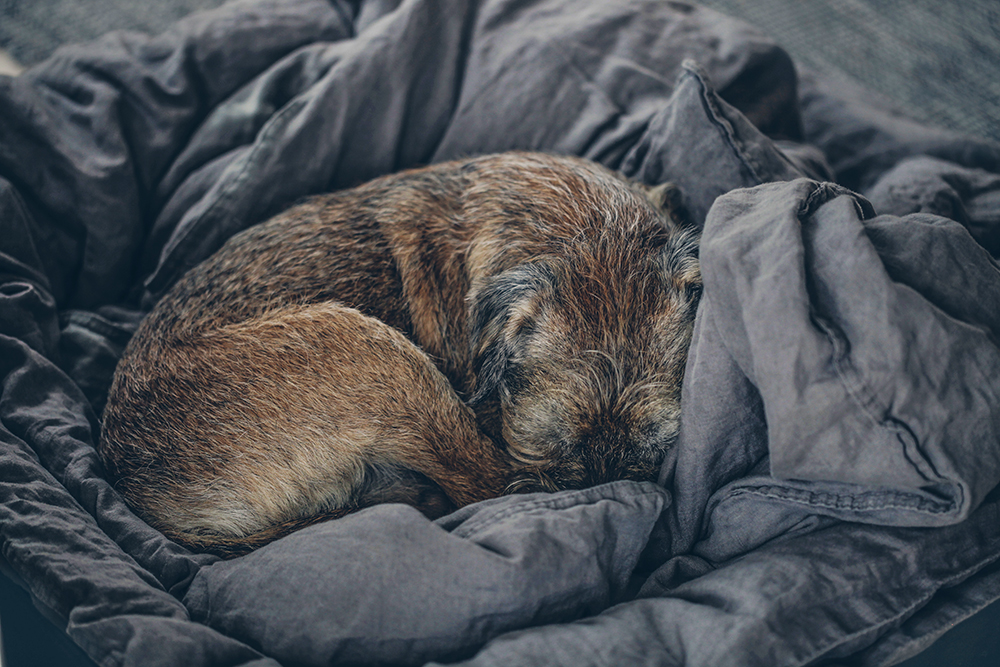 Borderterrier