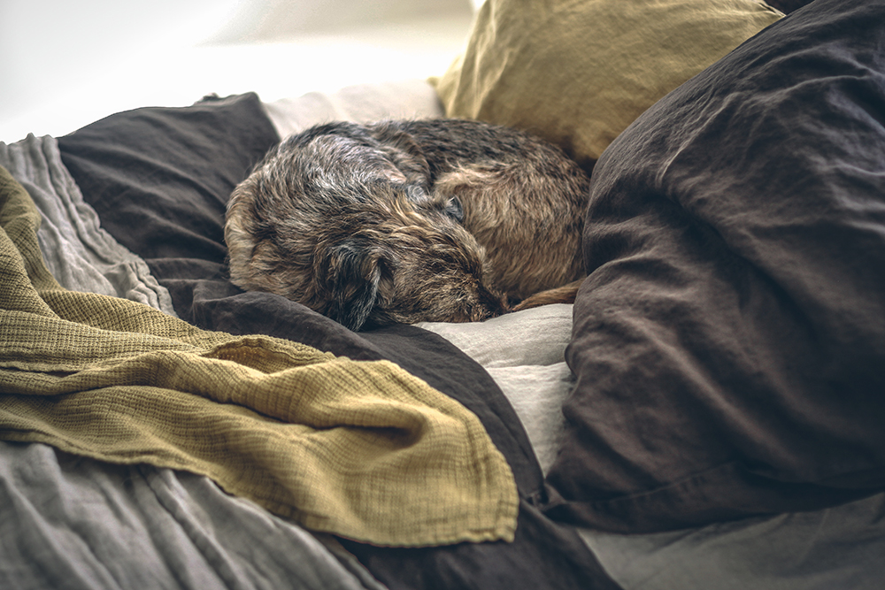 Himla, Borderterrier