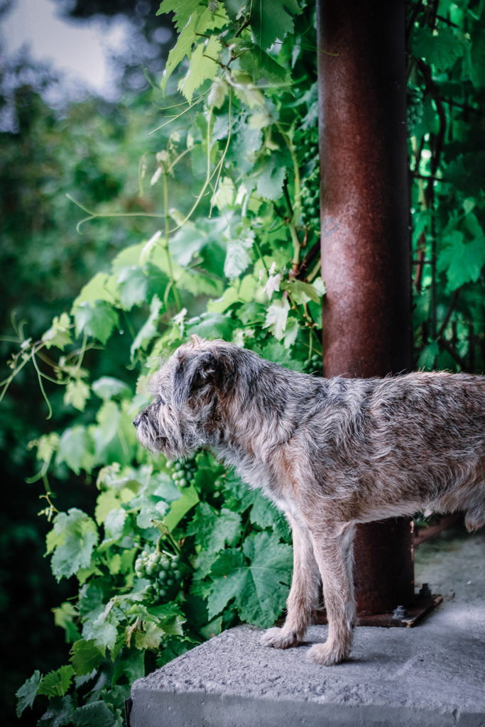 Borderterrier