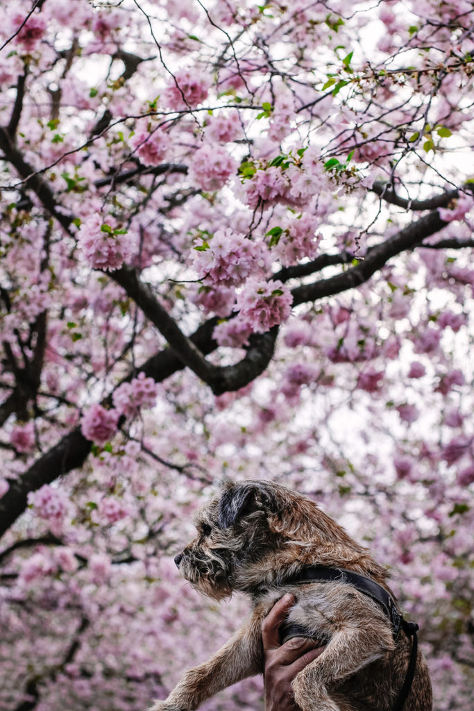 Kungsträdgården, Cherryblossom, Borderterrier