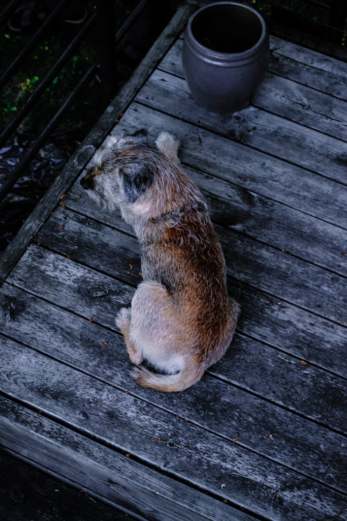 Borderterrier