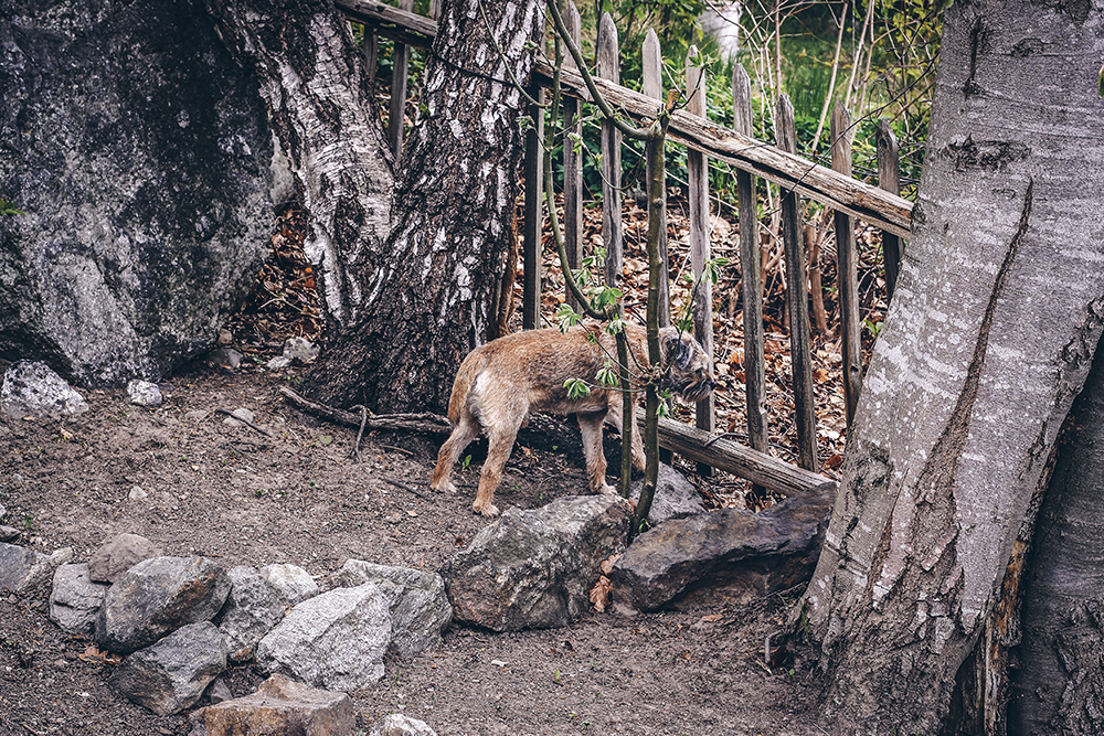 Borderterrier