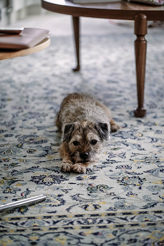 borderterrier