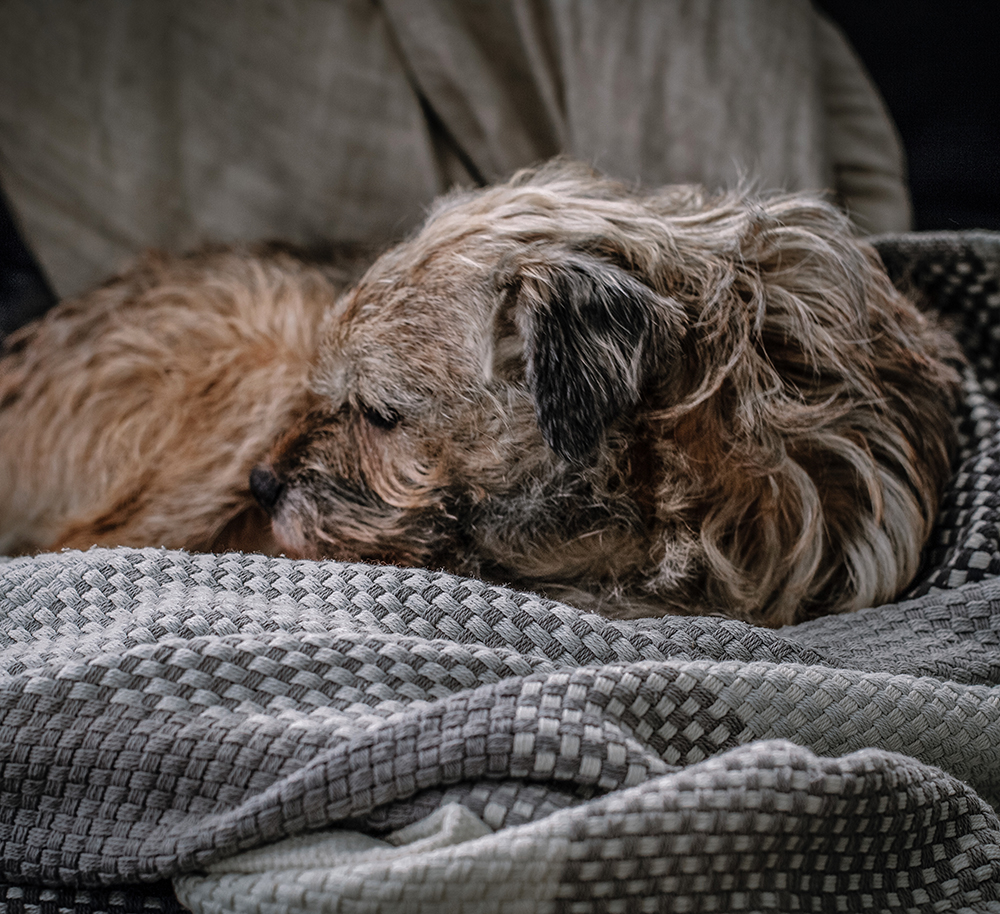 Borderterrier