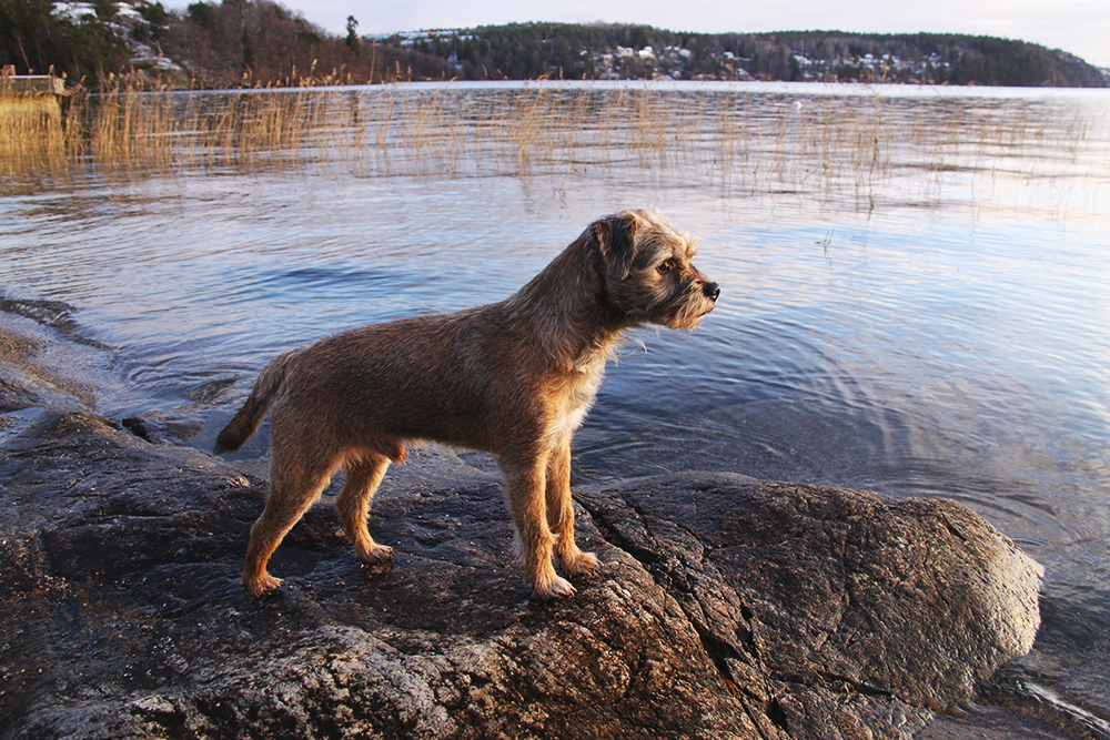 Resultado de imagen para Border Terrier hund komma bort från huset