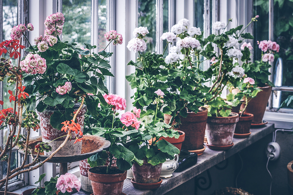 PELARGONFÖNSTRET, LEDSNA VÄXTER OCH KYCKLING MARENGO
